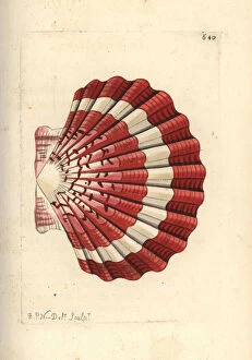 Shell Collection: Pilgrims scallop, Pecten jacobaeus