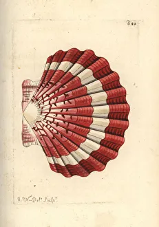 Naturalists Collection: Pilgrims scallop, Pecten jacobaeus