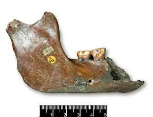 Piltdown 1 jaw