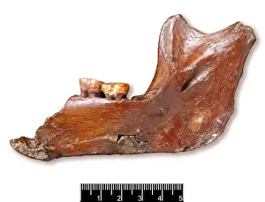 Lateral View Prints: Piltdown 1 jaw