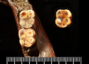 Piltdown 1 jaw with Piltdown 2 molar
