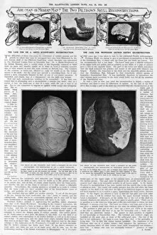 Woodward Gallery: Piltdown Man: brain capacity compared
