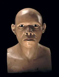 Piltdown Man (Model based on Piltdown 1 & 2)
