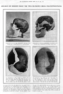 Report Prints: Piltdown Man: reconstructed skulls compared