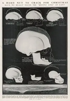 Piltdown Skull / Diagram