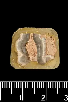 Piltdown Stegodon tooth