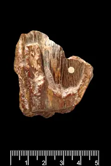 Piltdown Stegodon tooth