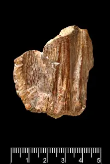 Piltdown Stegodon tooth