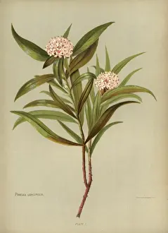 Stem Prints: Pimelea Longifolia or Taranga