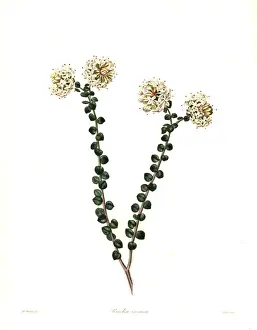 Hoary Prints: Pimelea nivea