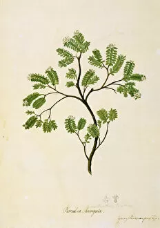 Endeavour Collection: Pimelea prostrata, strathmore weed