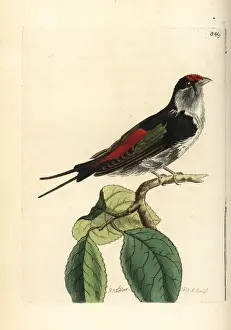 Pin-tailed manakin, Ilicura militaris