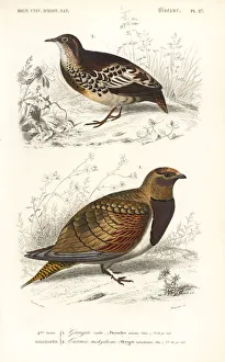 Andalusian Collection: Pin-tailed sandgrouse, Pterocles alchata