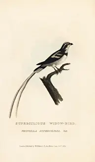 Pin-tailed whydah, Vidua macroura