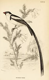 Images Dated 11th April 2020: Pin-tailed whydah, Vidua macroura