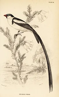 Images Dated 11th April 2020: Pin-tailed whydah, Vidua macroura