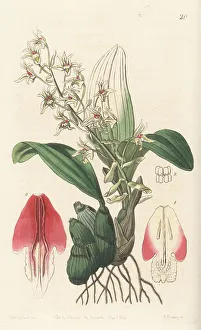 Shrub Prints: Pinalia bractescens orchid