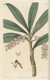 Miss Drake Prints: Pinalia floribunda orchid