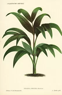 Pinanga decora palm tree