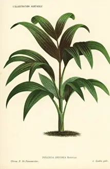 Pannemaeker Prints: Pinanga decora palm tree