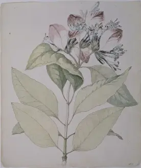 Gentianales Prints: Pinckneya bracteata, fever tree