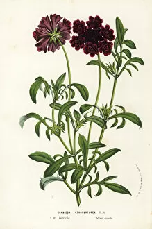 Pincushion flower or sweet scabious, Scabiosa atropurpurea