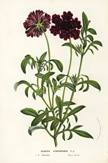 Scabious Prints: Pincushion flower or sweet scabious, Scabiosa atropurpurea