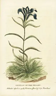 Naturalistspocketmagazine Prints: Pine barrens gentian, Gentiana autumnalis