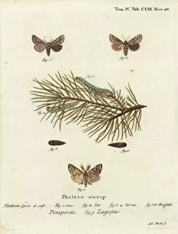 Pine beauty and latin moth