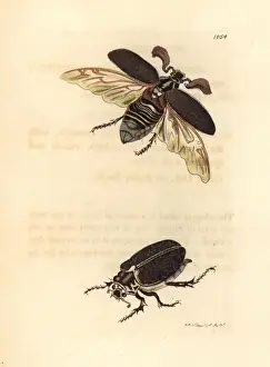 Melolontha Prints: Pine cockchafer, Melolontha fullo