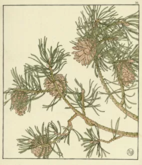 Pochoir Collection: Pine cone