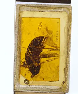 Pinaceae Prints: Pine cone in Baltic amber