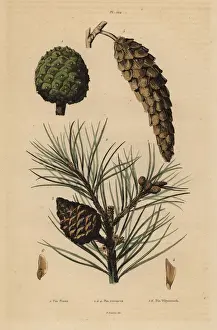 Pine cones