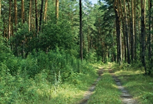 Footpath Gallery: Pine Forest