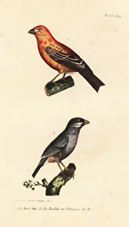 Grosbeak Collection: Pine grosbeak and Java rice bird