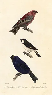 Pine grosbeak, lined seedeater and diademed tanager