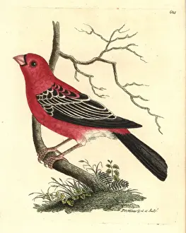 Thenaturalistsmiscellany Prints: Pine grosbeak, Pinicola enucleator