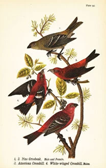 Crossbill Collection: Pine grosbeak, red crossbill and white-winged crossbill