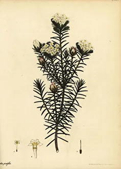 Henry Andrews Prints: Pine-leaved saffron-bush, Gnidia pinifolia