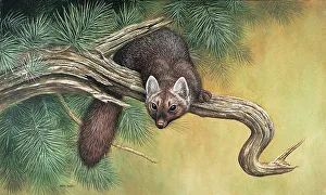 Parry Prints: Pine Marten