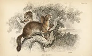 Pine marten, Martes martes