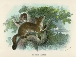 Pine Marten in Tree 19C