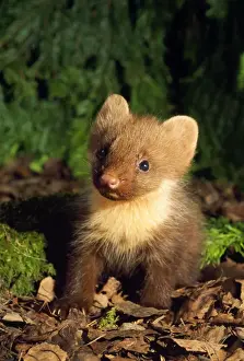 Forests Prints: Pine Marten - young, on forest floor