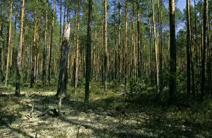 Siberia Collection: Pine taiga - forest with forest floor covered in