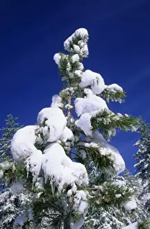 Seasons Prints: Pine Tree - crown after a snowfall