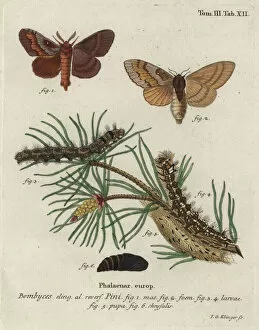 Johann Gallery: Pine tree lappet, Dendrolimus pini