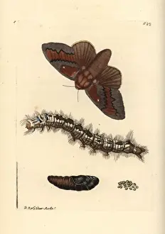 Lappet Prints: Pine-tree lappet moth, Dendrolimus pini