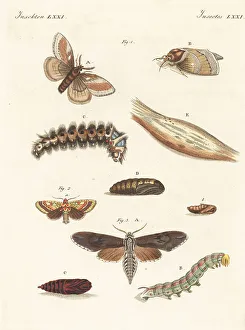 Carl Bertuch Prints: Pine-tree lappet moth, pine beauty and pine hawk-moth