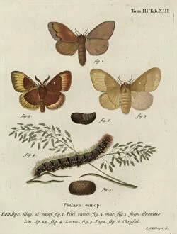 Eggar Collection: Pine tree lappet and oak eggar moths