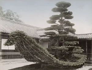 Junk Collection: Pine tree shaped as a junk / boat Japan
